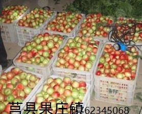 莒县果庄油桃水果