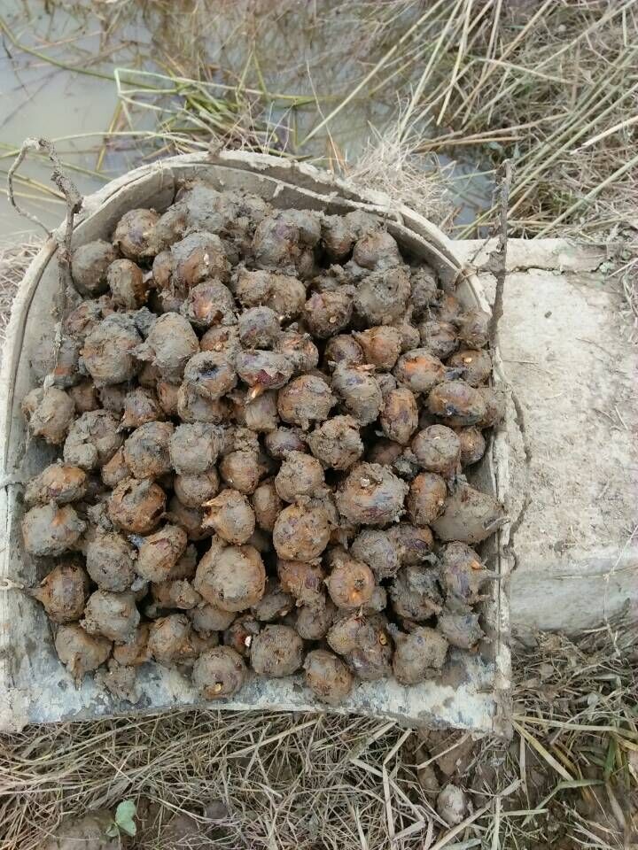 湖南邵阳特产农家正宗新鲜马蹄荸荠乌芋地栗清甜无渣水果