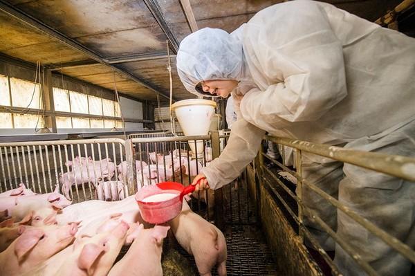 蔡英文亲手喂的